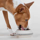 Nomad Small Collapsible Travel Dog Bowl
