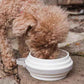 Nomad Small Collapsible Travel Dog Bowl